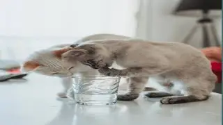 Cute Twin Kittens Milk Time 🥛😸 | Live VideoSweet Cats Drinking Milk 🐱 | Funny & Cut Live