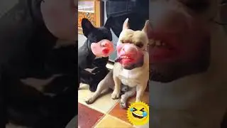 Hilarious Dogs Wearing Masks &ndash; You Won&rsquo;t Stop Laughing! 😂🐶#dog #mask #viralvideos