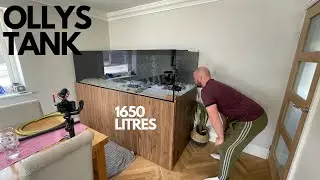 OLLYS STINGRAY TANK VISITING OLLYS 1650 LITRE STUNNING STINGRAY SET UP