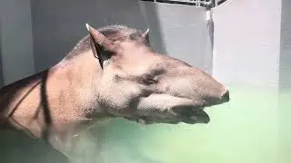 プールでまったり・・☺️☺️ アメリカバクの『ルーニー』くん【池田動物園公式】