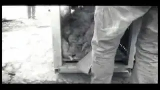 Canned Hunting in SA