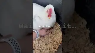 Hen hiding all the chicks - adorable!