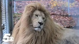 Turpentine Creek Wildlife Refuge in Eureka Springs rescues 6 lions from Canada