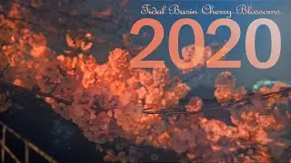 Night Walk in the park at the tidal basin cherry blossoms 2020 Washington DC & COVID-19