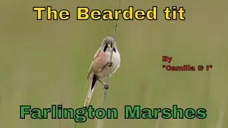 The Bearded tit Farlington Marsh photography by 