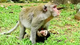 Great Jane family, Jazzy hugs mom warmly enjoy milk, Jazzy & Jane got feeding food eating yummy.