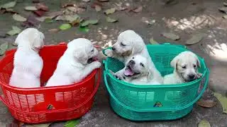 Labrador Puppies Available 🐾🐶 |Petzoo Trivandrum | 7561020710. #trending #million