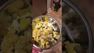 Chiweenie first time eating real food!
