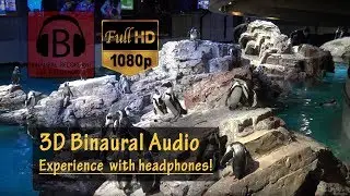 New England Aquarium Complete Walkthrough POV &ndash; Boston, MA [HD, 3D Audio]