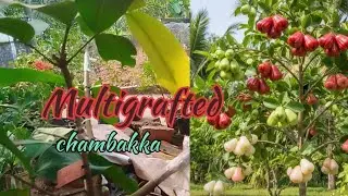 ഒരു മരത്തിൽ തന്നെ പലനിറം ചാമ്പക്ക എങ്ങനെ കായ്പ്പിക്കാം