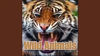 Animal, Zebra - Distant Chirping, Single Call Other Wild Animals