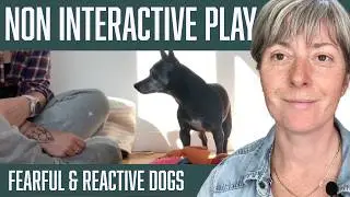 Non Interactive Play with Senior Dog D Trainer Jen G. Pywell CPDT-KA