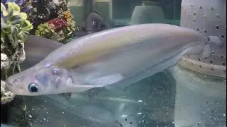 Story of 3 Giant Siamese Glass Catfish, Phalacronotus (bleekerii?), 2.5yo, 15inch