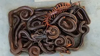 Catch Suprising Exotic Animals Giant Millipede, Scorpions, Centiped |  Amazing Nature Moments!