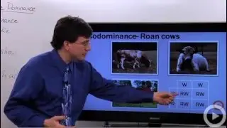 Codominance - Incomplete Dominance