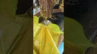 Live Stitching Baby Sharara Dress | Easy Baby Outfit Design/Baby Girl Dress Sewing
