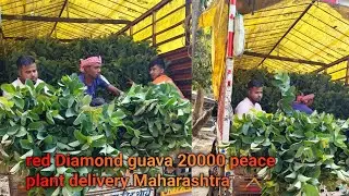 red Diamond guava 20000 peace plant delivery Maharashtra