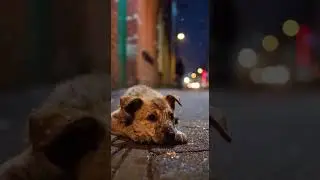 Too Tired to Sleep.  #puppy #cute #pets