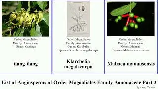 List of Angiosperms of Order Magnoliales Family Annonaceae Part 2 goniothalamus mitrephora miliusa
