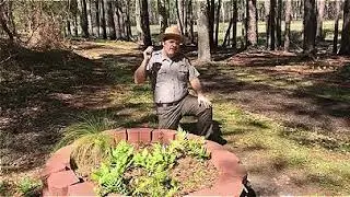 The Venus Fly Trap at Moores Creek National Battlefield