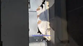 Leisure Is a Pleasure | Catspinness