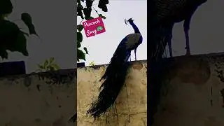 Peacock song 🦚 #mahadevststus #har #song #mor #viralshort #peacock #morlife #nature #shorts