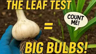 Boost Garlic Yields Fast | The Proven Leaf Test Method!