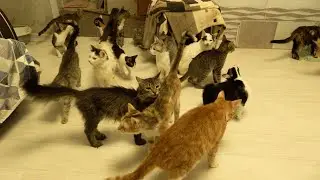 A lot of cats twenty two