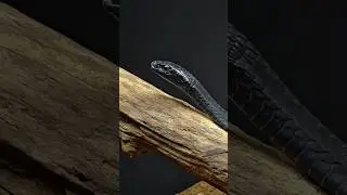 Keeping Africa&rsquo;s Most Venomous Snake