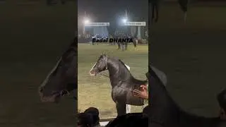 Stallion Badal danta the purity of Dev Darbar line #stallion #anger #beauty #kaali