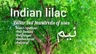 Indian lilac (نیم ), Azadirachta indica, hundreds of uses