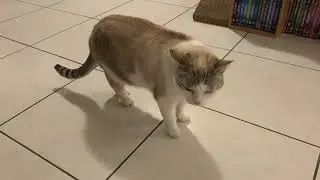 Reverse sneezing