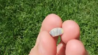 Dark picture opal, 13x7mm