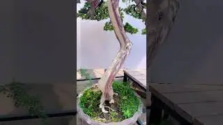 Top-quality juniper bonsai ForYou