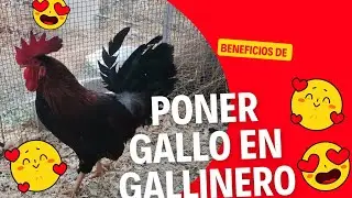 Porque poner gallo en gallinero