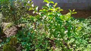 Mexican cream guava