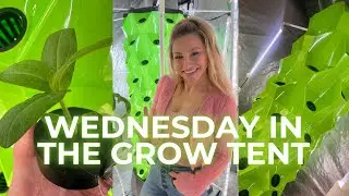 LIVE: WEDNESDAY IN THE GROW TENT🌱🌺