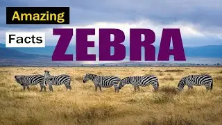 Amazing facts about zebra| zebra| interesting facts about zebra| zebra facts| About Animlas