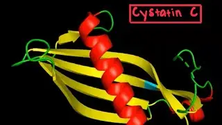Cystatin C- Structure