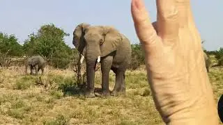 27.2.2 - Elephants