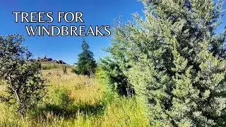 Windbreak design - Trees for wind breaks
