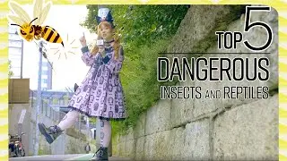Top 5 Dangerous Insects and Reptiles to avoid in Japan