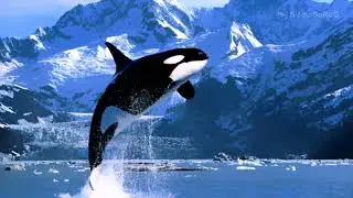 В честь кого и почему косаткам (Killer whale) &mdash; Orcinus orca (Linnaeus) дали имя &laquo;Орка&raquo; &mdash; &laquo;Orca&raquo; ?