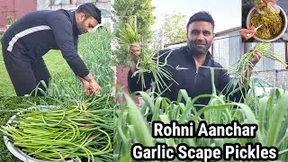 Kashmiri Sona | Rohani Gool Aanchar Kashmiri Garlic Scape Pickle With Kashmiri Spices