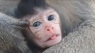 Beautiful Monkey Family | this baby monkey want to play out-side but mommy trying to hug don't out