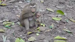 Amazing some show of monkey, Rose monkey and baby