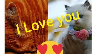 How cats show their love