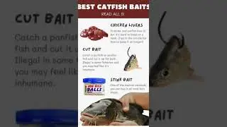 top 3 catfish baits#baittech #lake #fishing