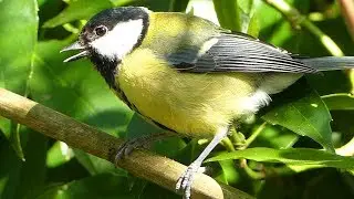 Great Tit birds feeding and chirping
