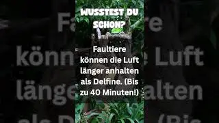 Faultiere tauchen besser als Delfine! 🦥 40 Min Luft anhalten #shorts